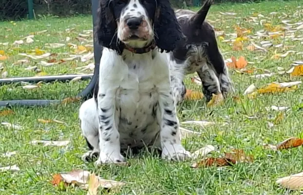 Springer Spaniel Angielski ZKwP 1