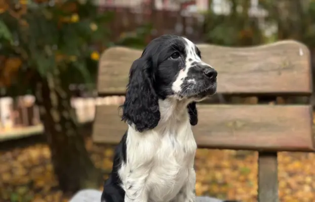 Springer Spaniel Angielski ZKwP 2