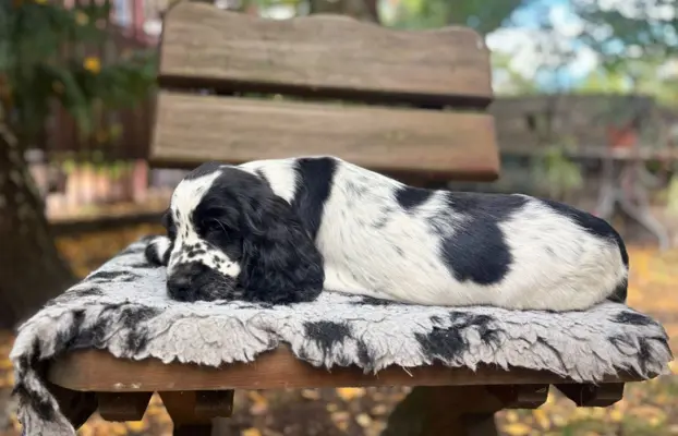Springer Spaniel Angielski ZKwP 3