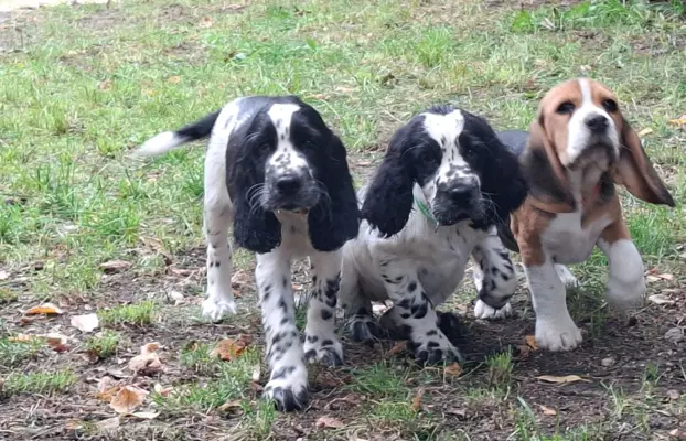 Springer Spaniel Angielski ZKwP 6