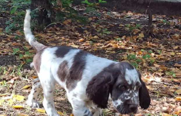 Springer Spaniel Angielski ZKwP 7