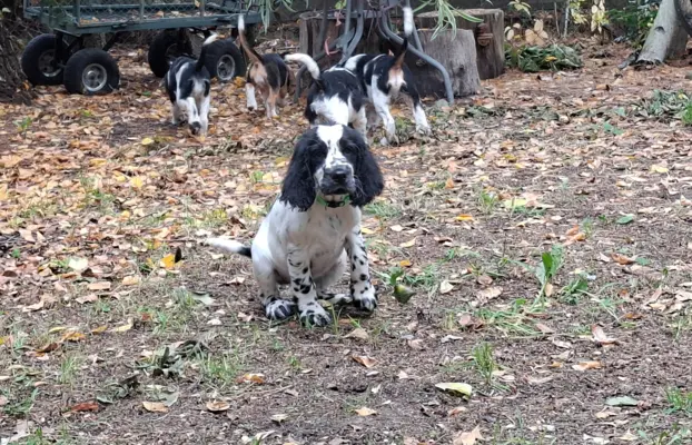 Springer Spaniel Angielski ZKwP 8