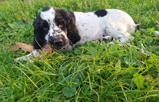 Springer Spaniel Angielski ZKwP 9