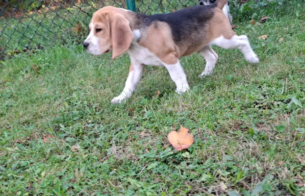 Beagle ZKwP 3