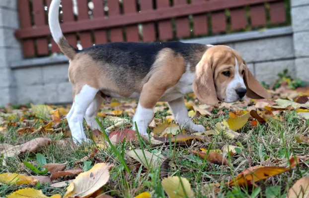 Beagle ZKwP 4