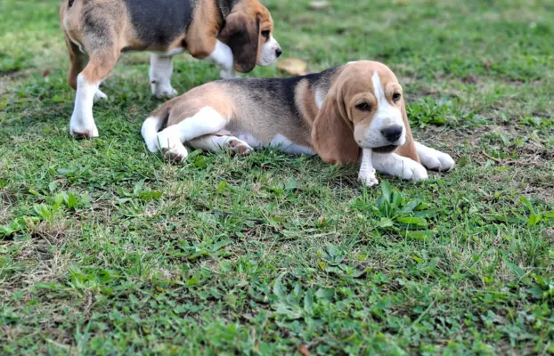 Beagle ZKwP 5