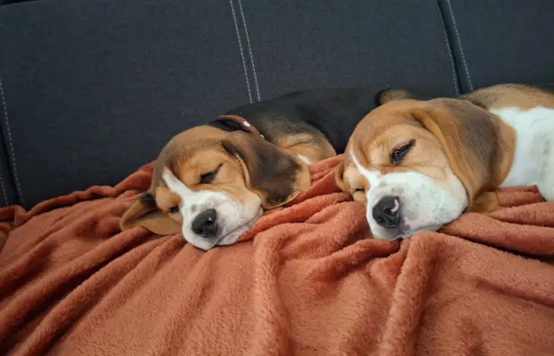Beagle ZKwP 7