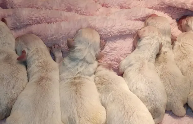 Golden Retriever 1