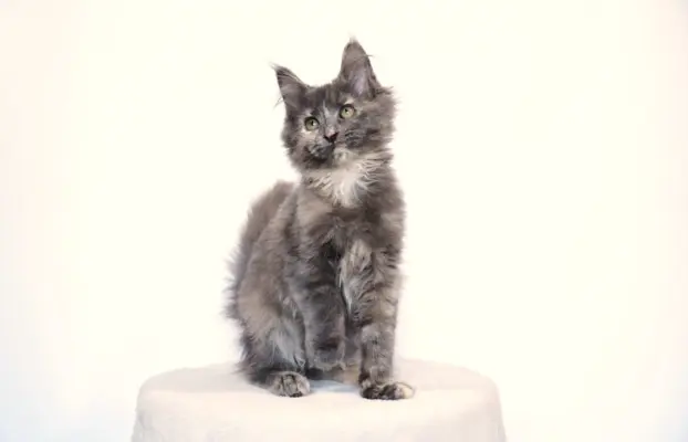 Koteczka Maine Coon FPL 2