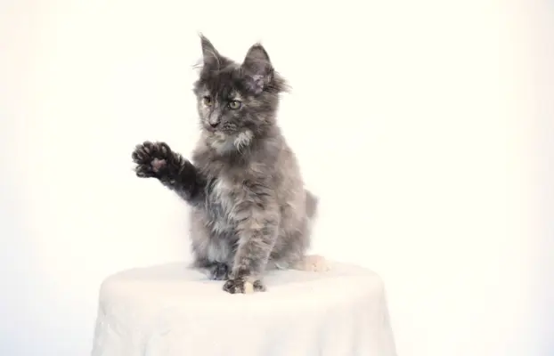 Koteczka Maine Coon FPL 3