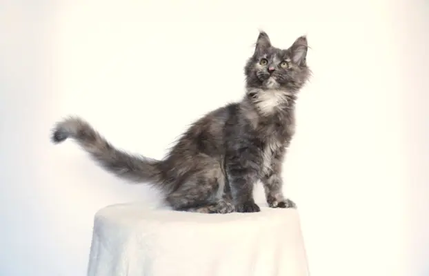Koteczka Maine Coon FPL 4