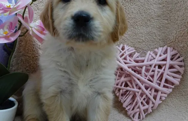 Szczenięta Golden retriever 1