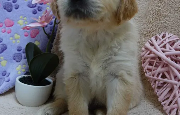 Szczenięta Golden retriever 2