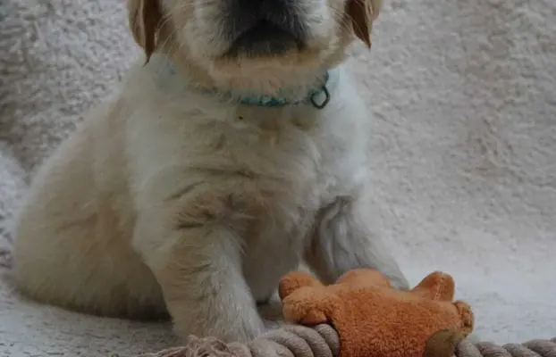 Szczenięta Golden retriever 3
