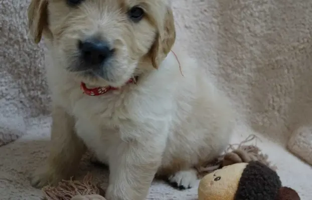 Szczenięta Golden retriever 4