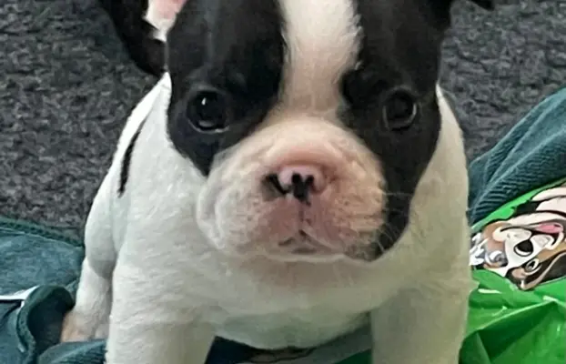 Buldog francuski ZKwP FCI 3