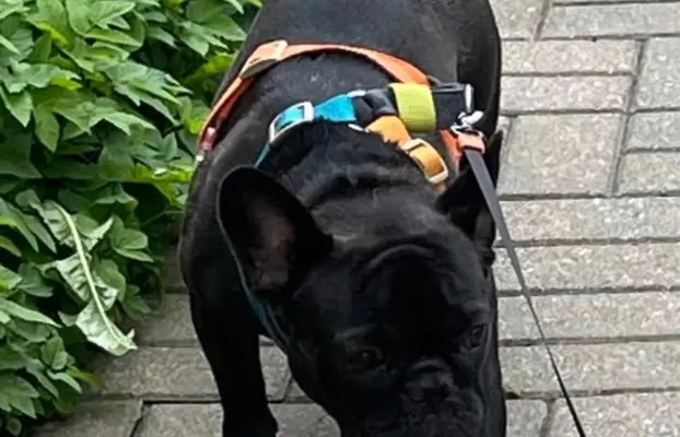 Buldog francuski ZKwP FCI 10