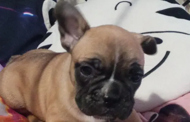 Buldog Francuski piękne szczenięta! 4