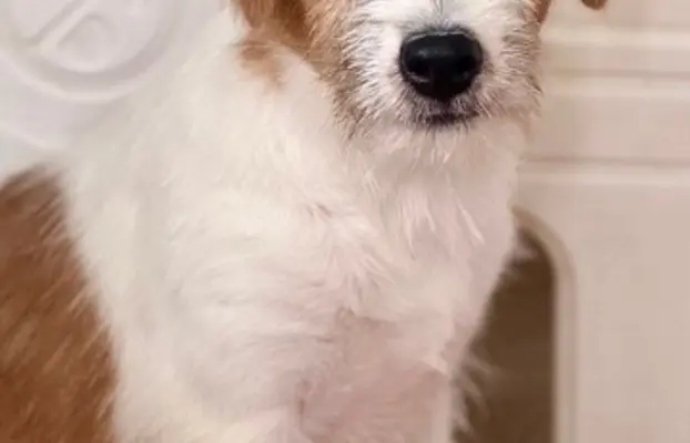 suczka Jack Russell terrier 2