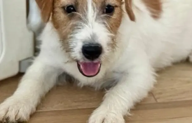 suczka Jack Russell terrier 3