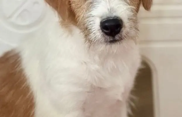 suczka Jack Russell terrier 4