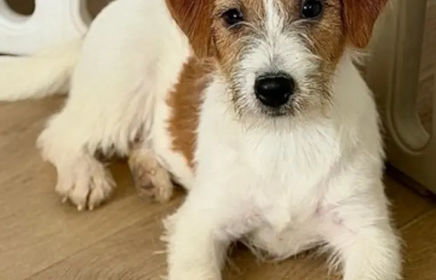 suczka Jack Russell terrier 5