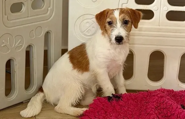 suczka Jack Russell terrier 1