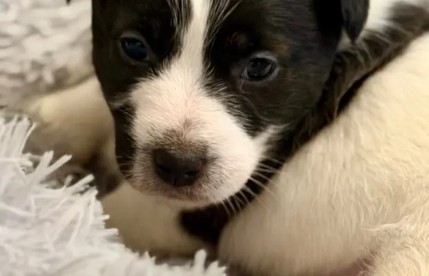 suczka Jack Russell terrier ZKWP/FCI szorstkowłosa biało-cza 2