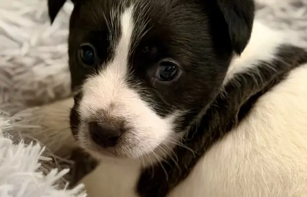 suczka Jack Russell terrier ZKWP/FCI szorstkowłosa biało-cza 3