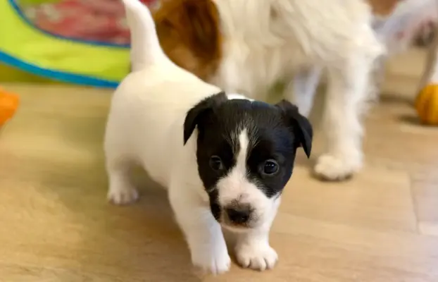 suczka Jack Russell terrier ZKWP/FCI szorstkowłosa biało-cza 1