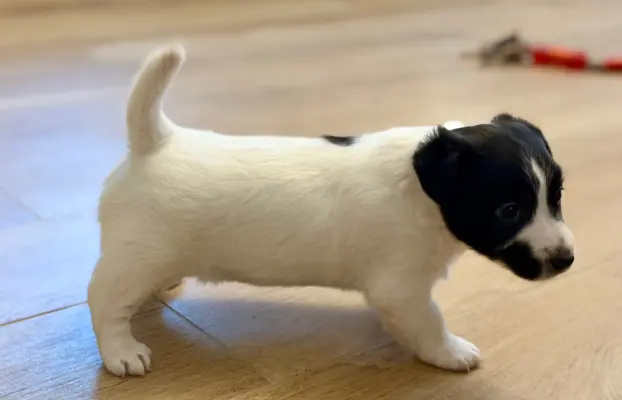 suczka Jack Russell terrier ZKWP/FCI szorstkowłosa biało-cza 4