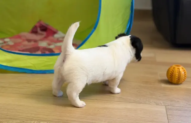 suczka Jack Russell terrier ZKWP/FCI szorstkowłosa biało-cza 5