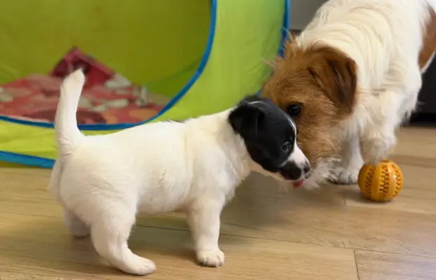 suczka Jack Russell terrier ZKWP/FCI szorstkowłosa biało-cza 6