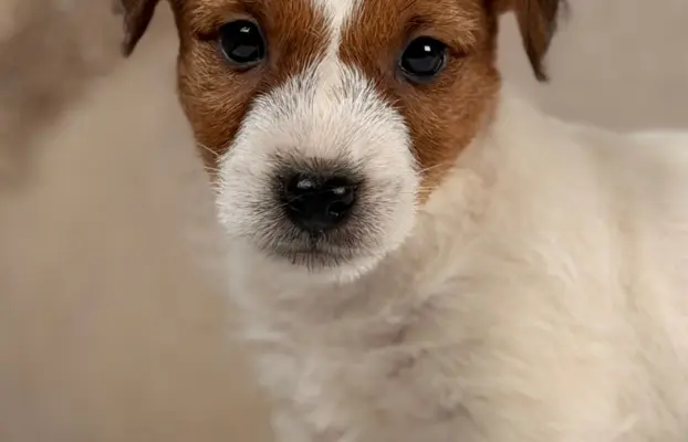 piesek Jack Russell terrier ZKWP/FCI szorstkowłosy 2