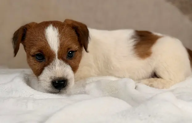 piesek Jack Russell terrier ZKWP/FCI szorstkowłosy 3