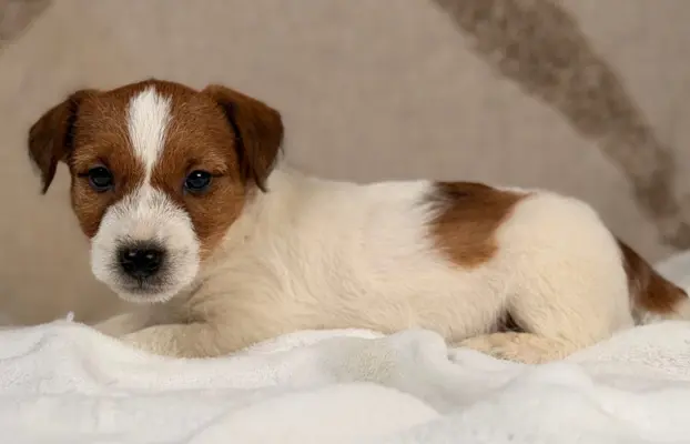 piesek Jack Russell terrier ZKWP/FCI szorstkowłosy 4
