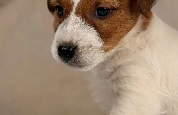 piesek Jack Russell terrier ZKWP/FCI szorstkowłosy 5