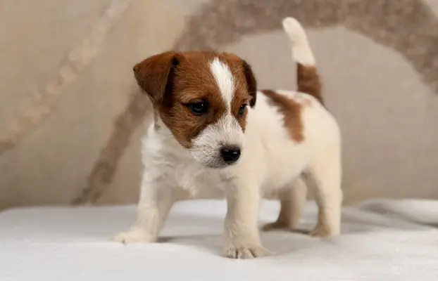 piesek Jack Russell terrier ZKWP/FCI szorstkowłosy 6