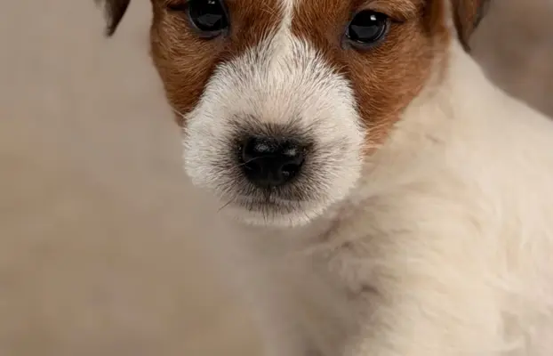 piesek Jack Russell terrier ZKWP/FCI szorstkowłosy 7