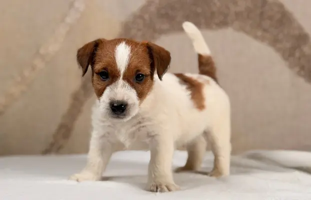 piesek Jack Russell terrier ZKWP/FCI szorstkowłosy 8