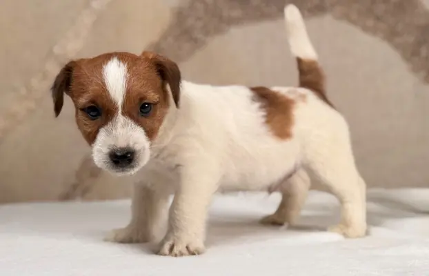 piesek Jack Russell terrier ZKWP/FCI szorstkowłosy 9