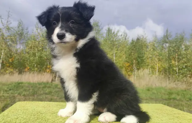 Cudny Pies GROSZEK - BORDER COLLIE z pełną dok. super rodzic 1