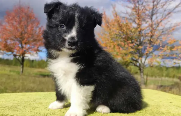 Cudny Pies GROSZEK - BORDER COLLIE z pełną dok. super rodzic 2