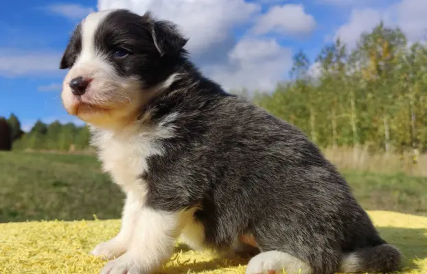 Cudny Pies GROSZEK - BORDER COLLIE z pełną dok. super rodzic 3