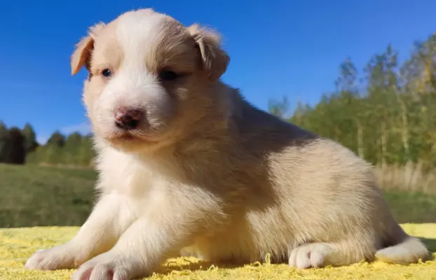 Cudny Pies GROSZEK - BORDER COLLIE z pełną dok. super rodzic 4
