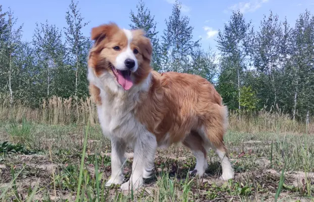 Cudny Pies GROSZEK - BORDER COLLIE z pełną dok. super rodzic 6