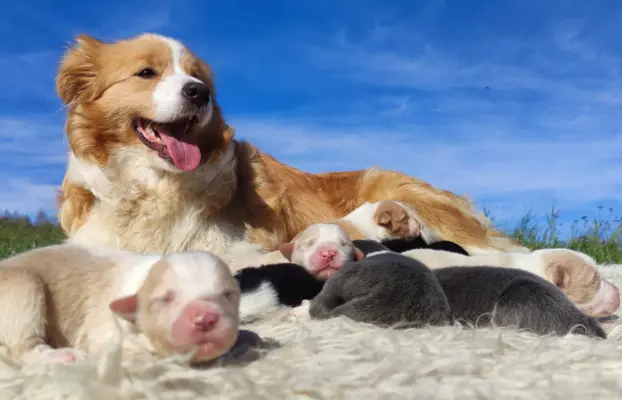 Cudny Pies GROSZEK - BORDER COLLIE z pełną dok. super rodzic 7