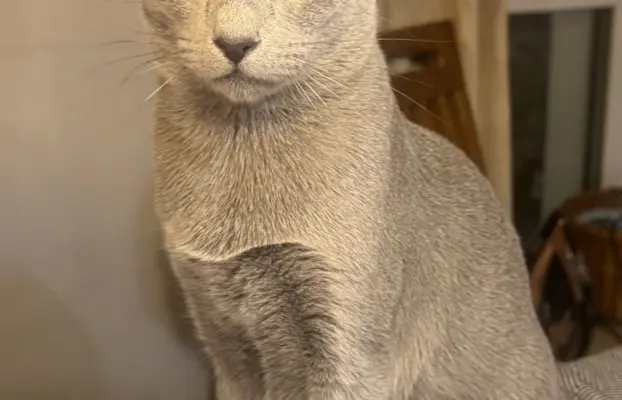 Kocięta rosyjskie niebieskie 7