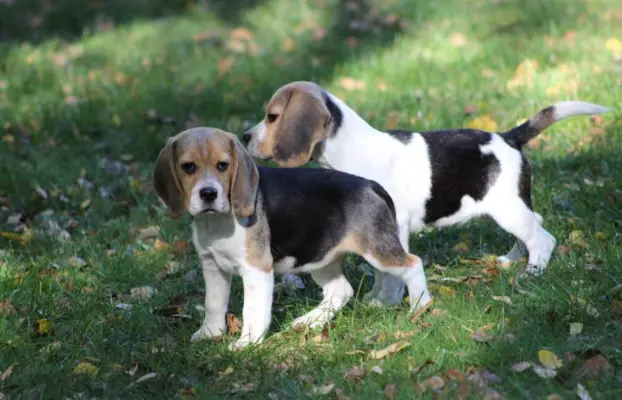 Beagle Panny do wzięcia  ZKwP/FCI  po Champione Polski 2
