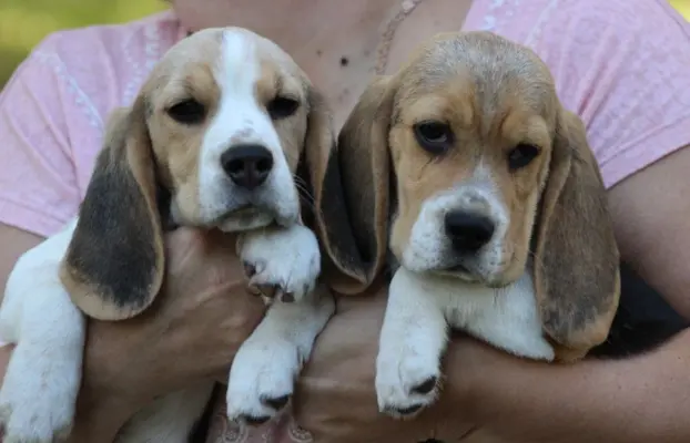 Beagle Panny do wzięcia  ZKwP/FCI  po Champione Polski 3